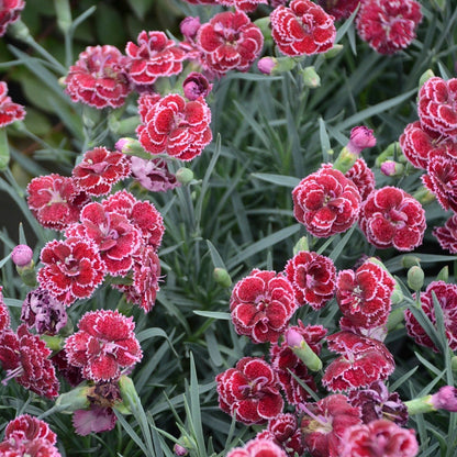 Fruit Punch® 'Black Cherry Frost' Pinks (Dianthus hybrid)