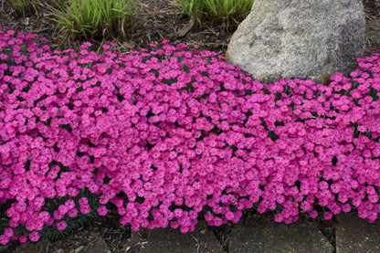 'Paint the Town Magenta' Pinks (Dianthus hybrid)