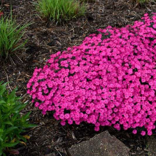 dianthus Paint the Town