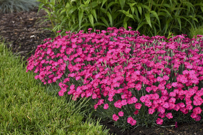 dianthus Paint the Town