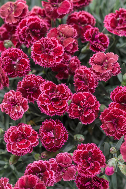 Fruit Punch® 'Black Cherry Frost' Pinks (Dianthus hybrid)