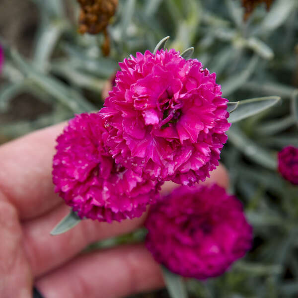 Fruit Punch® 'Funky Fuchsia' Pinks (Dianthus hybrid)