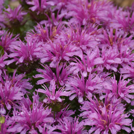 'Leading Lady Amethyst' Bee Balm (Monarda hybrid)