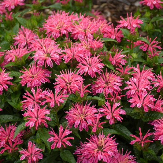 'Leading Lady Pink' Bee Balm (Monarda hybrid)