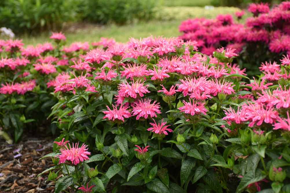 'Leading Lady Pink' Bee Balm (Monarda hybrid)