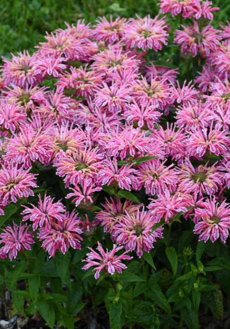 'Leading Lady Pink' Bee Balm (Monarda hybrid)