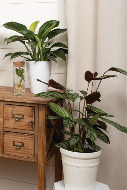 Sweet Dreams™ Exotica Never Never Plant (Ctenanthe setosa)
