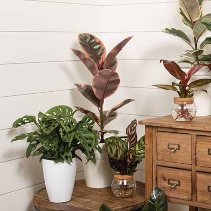 Chroma™ Ficus Belize (Elastica) - Rubber Plant