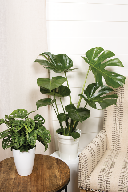 Mysteria™ Deliciosa Swiss Cheese Plant (Monstera deliciosa)