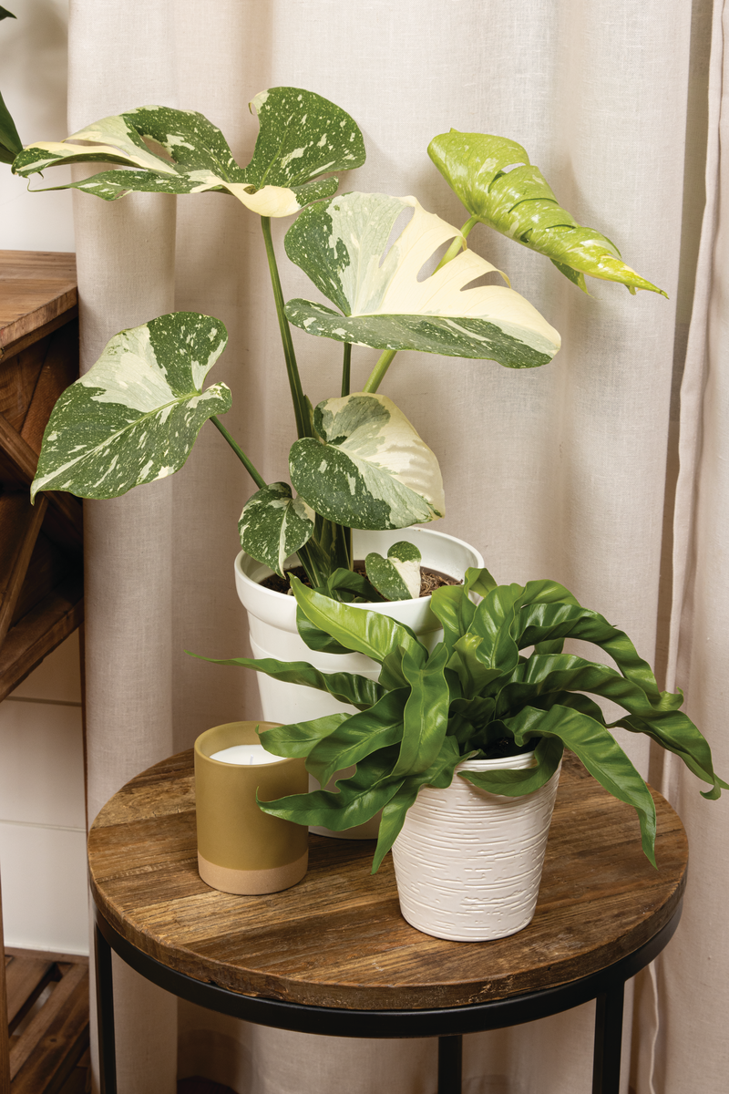 Living Lace® Hurricane - Bird's Nest Fern (Asplenium antiquum)