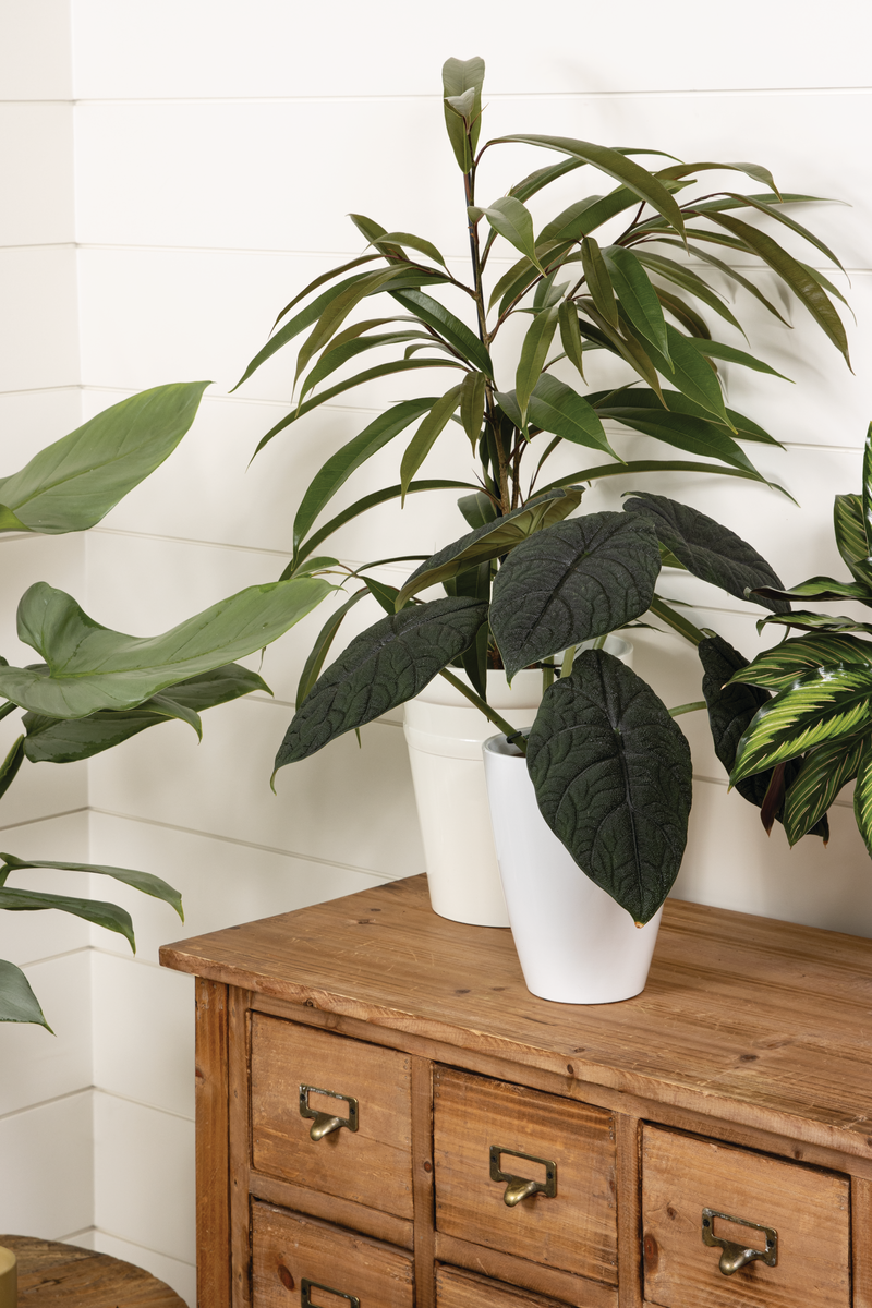 Cling-On™ Ficus 'Amstel King' (Maclellandii)