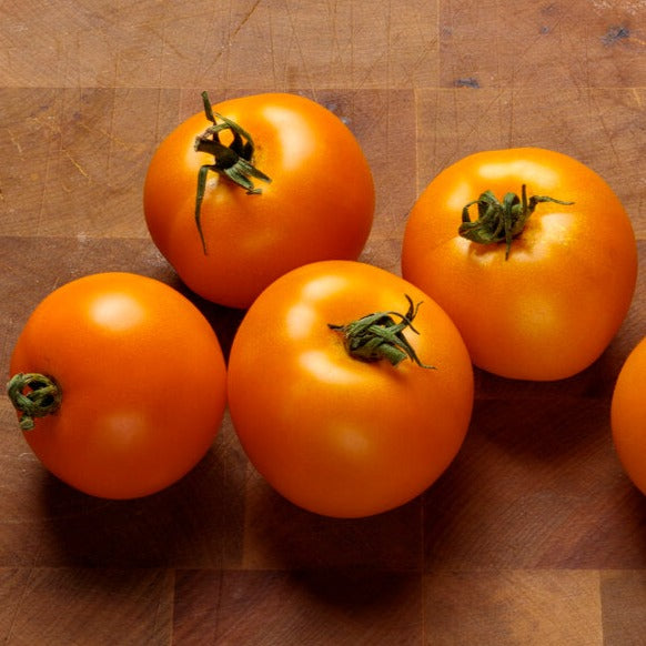 Seeds Tempting Tomatoes® Bellini Cocktail Tomato (Solanum lycopersicum)