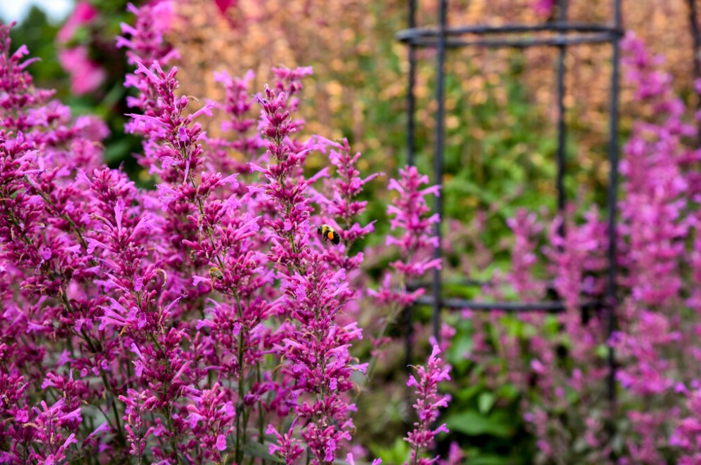 Meant to Bee™ Royal Raspberry Anise Hyssop (Agastache hybrid)