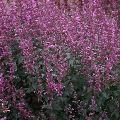 Meant to Bee™ Royal Raspberry Anise Hyssop (Agastache hybrid)