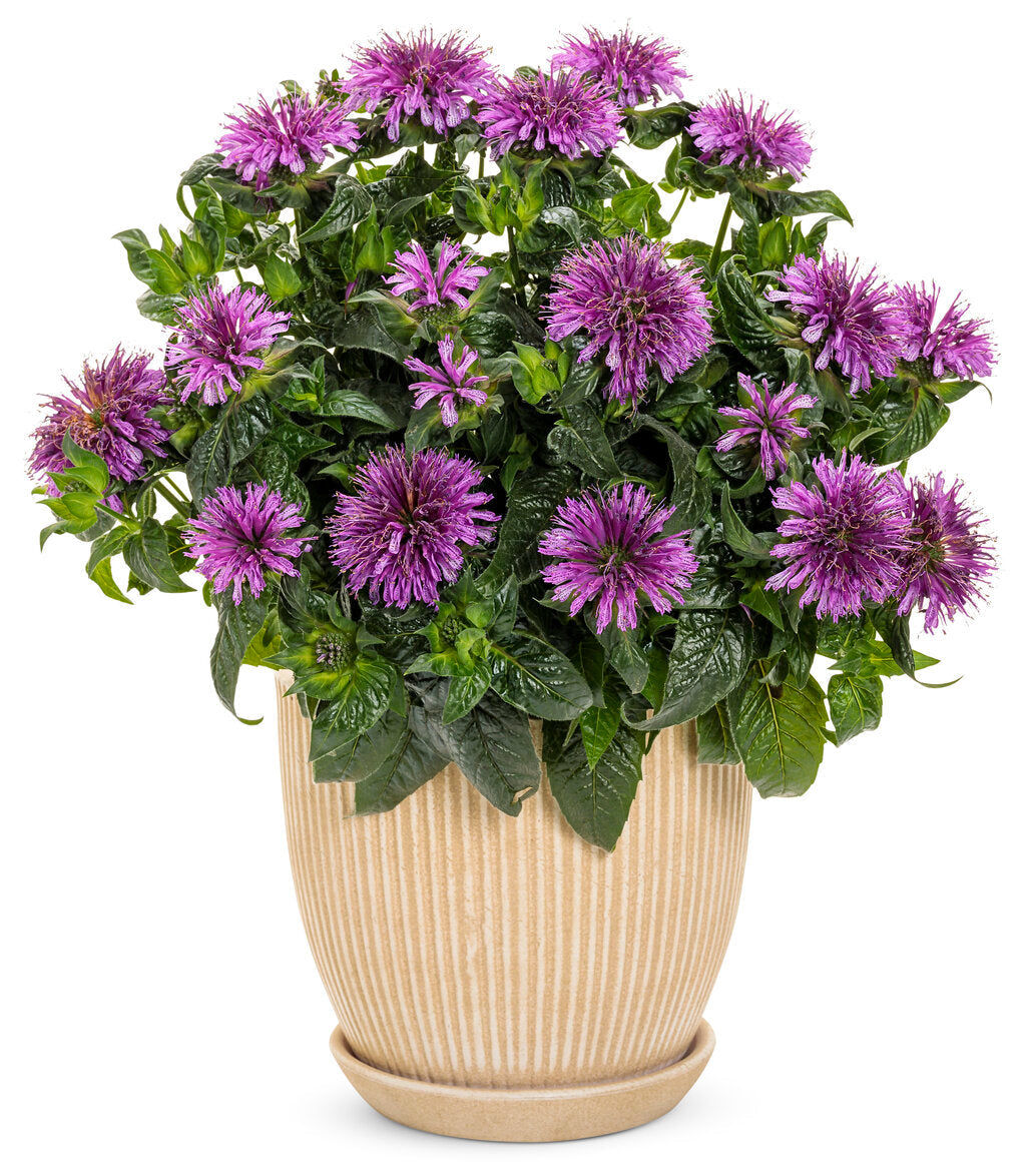 'Leading Lady Amethyst' Bee Balm (Monarda hybrid)