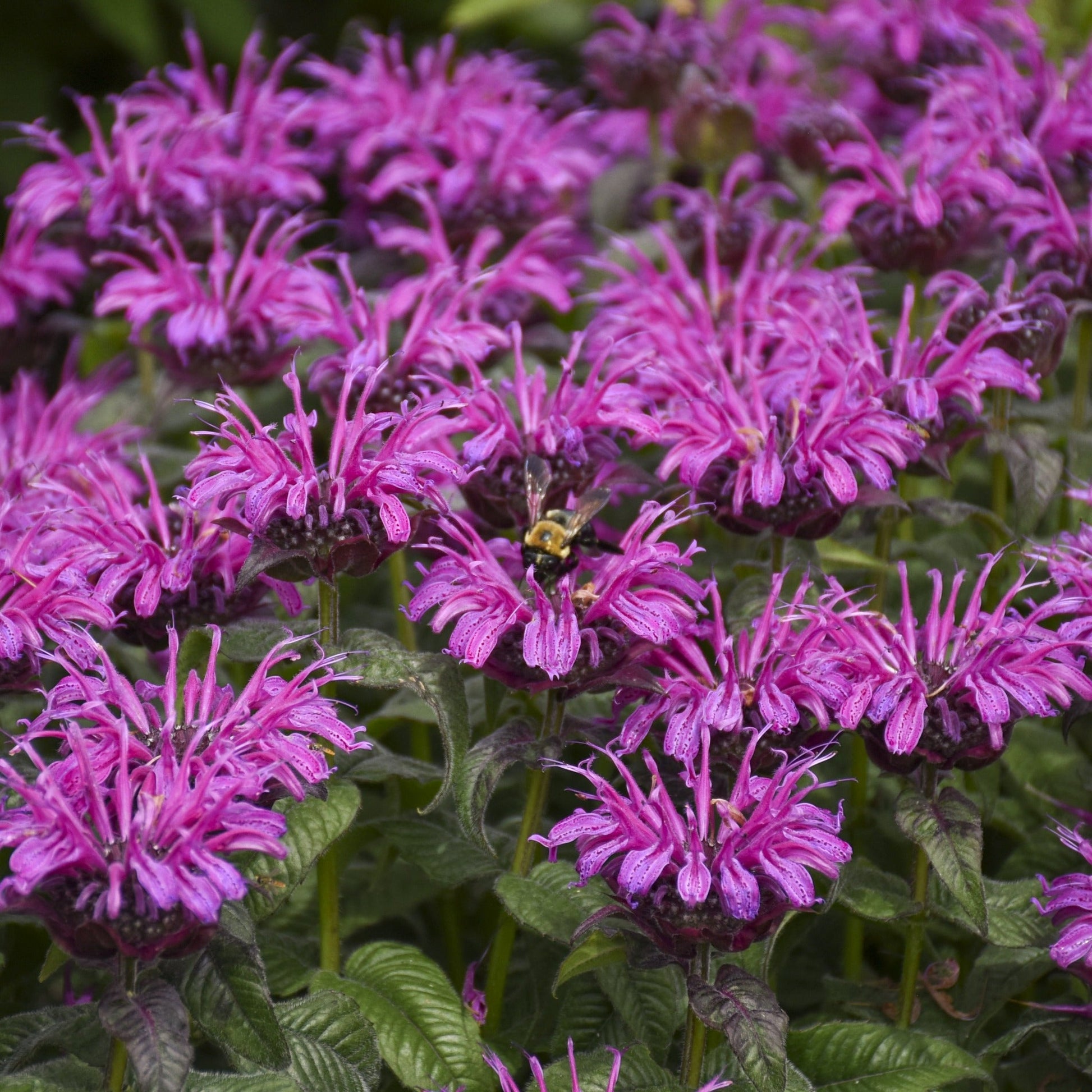 Bee Balm 'Leading Lady Plum' 