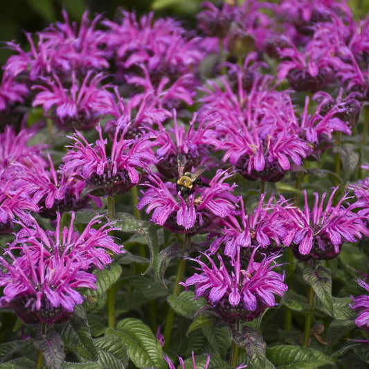 Bee Balm 'Leading Lady Plum' 