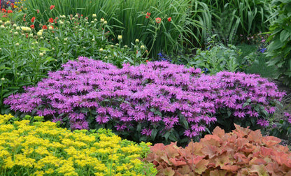 Bee Balm 'Leading Lady Plum' 