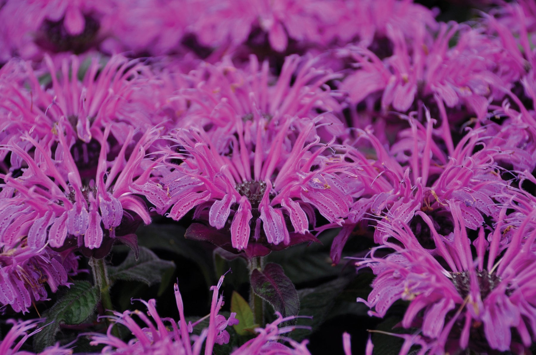 Bee Balm 'Leading Lady Plum' 