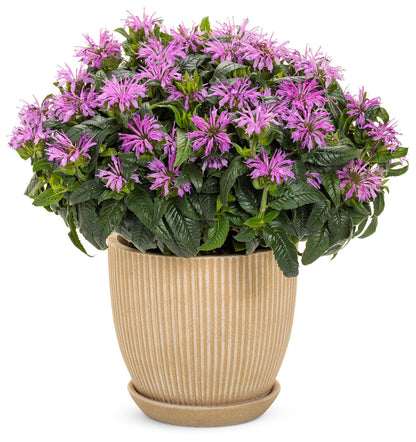 'Pardon My Lavender II' Bee Balm (Monarda)