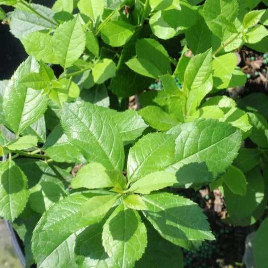 Mr. Poppins Winterberry (Ilex)