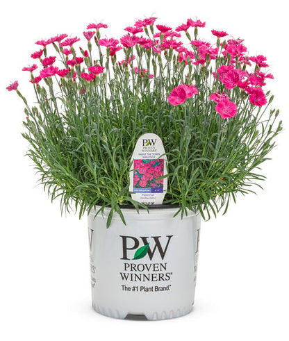 'Paint the Town Magenta' Pinks (Dianthus hybrid)
