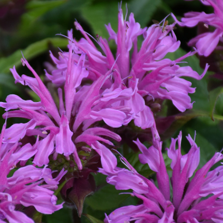 'Pardon My Lavender II' Bee Balm (Monarda)