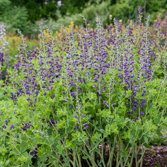 Decadence® Deluxe 'Periwinkle Popsicle' False Indigo (Baptisia hybrid)