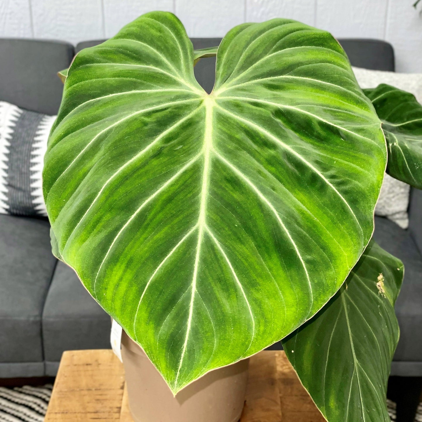 Prismacolor™ Gloriosum Creeping Philodendron (Philodendron gloriosum)