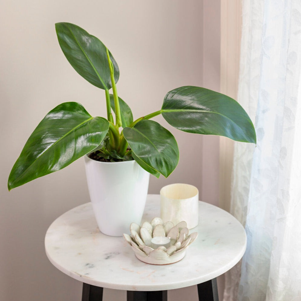 Prismacolor™ Green Diamond Hybrid (Philodendron)