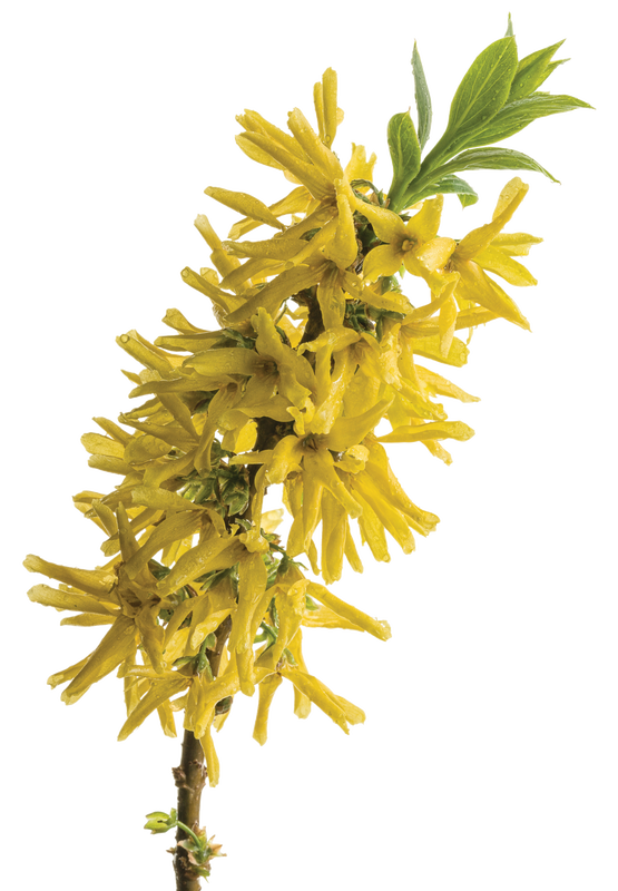 Show Off® Sugar Baby® (Forsythia hybrid)
