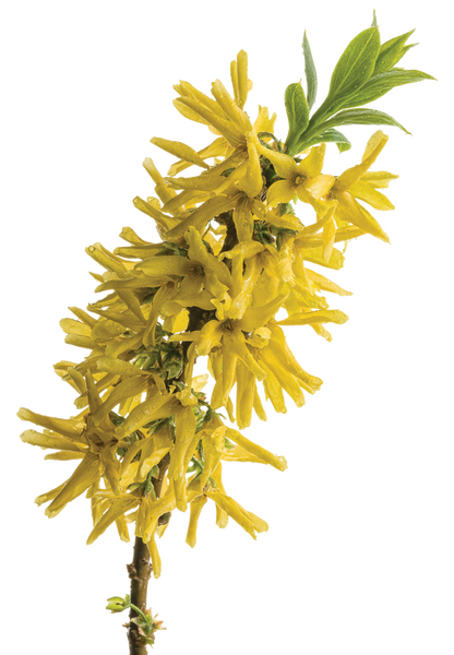 Show Off® Sugar Baby® (Forsythia hybrid)