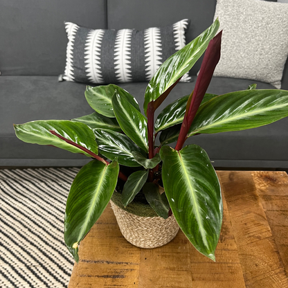 Socialite™ Stripestar (Stromanthe sanguinea)