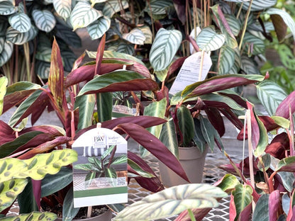 Socialite™ Stripestar (Stromanthe sanguinea)
