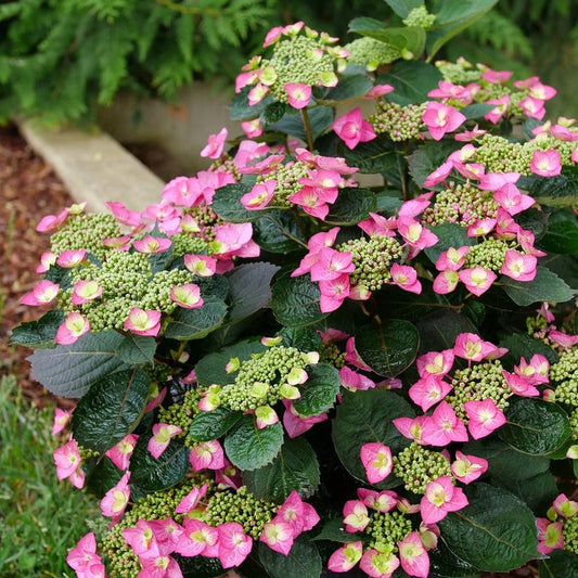 Tuff Stuff™ Top Fun Reblooming Mountain Hydrangea (Serrata)