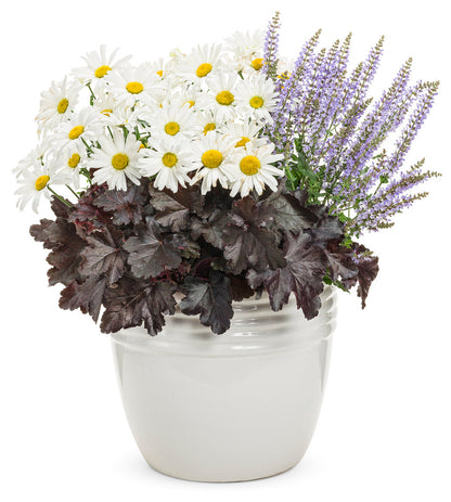 Primo® 'Black Pearl' Coral Bells (Heuchera hybrid)