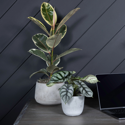 Mythic® Silver Dragon Jewel Alocasia (Alocasia baginda)